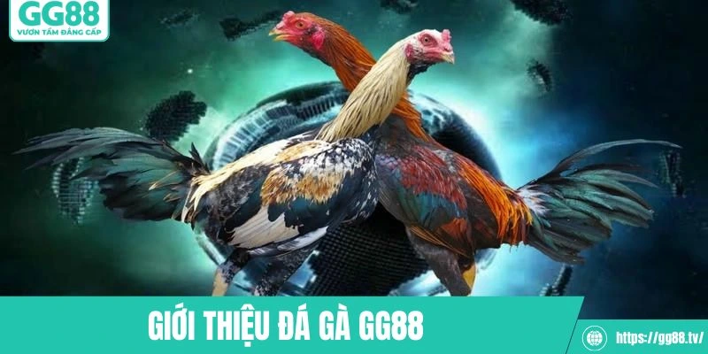 Nhà cái nổi tiếng với đá gà GG88